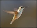 _4SB9410 female rufous hummingbird